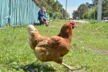 В Амурской области +32 и местами кратковременные дожди с грозами