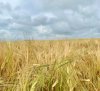 В Амурской области уборочная кампания началась с ячменя