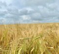 Фото: Министерство сельского хозяйства Амурской области
