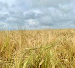 В Амурской области уборочная кампания началась с ячменя