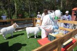 Крупная вспышка ящура в Приамурье стала легендой для учений 300 ветеринаров ДФО и Сибири