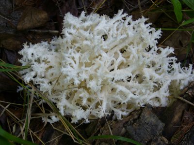 Какие деликатесы растут в Приамурье прямо под ногами: топ съедобных малоизвестных грибов