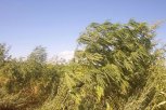 В Михайловском районе нашли поле с дикорастущей коноплей