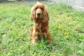 Фото: t.me/vet_ao
