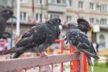 Доброта под запретом: за кормление голубей в жилых зонах амурчане заплатят штраф