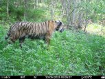 Тигрица Елена попала в кадр фотоловушки: амурская хищница не стала мамой снова