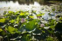 Фото: Василий Артемчук