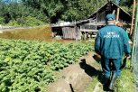 Вода за день покинула 20 приусадебных участков в Селемджинском районе