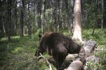 Огромный медведь в Тынде — фейк: где на самом деле убили бурого хищника