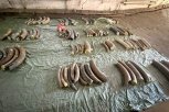 Тонну бивней мамонтов в 15 чемоданах обнаружили таможенники в Благовещенске