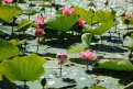 Фото: t.me/OrlovAmur
