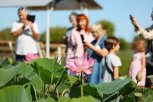 Фестиваль лотосов в Липовке собрал больше тысячи гостей