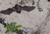 После неожиданной встречи с летучей мышью в Белогорске от бешенства экстренно вакцинируют двух котов