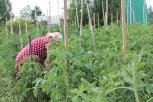 Амурчанам запретят устраивать на дачах хостелы, склады и пасеки «под продажу»