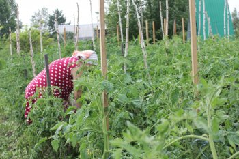 Амурчанам запретят устраивать на дачах хостелы, склады и пасеки «под продажу»