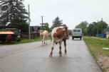 Переменно, до +26 и на севере кратковременный дождь: погода в Амурской области