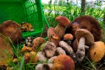 В зейской тайге десятые сутки ищут пропавшего пенсионера-грибника