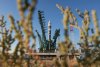 Ракета с символикой Восточного экономического форума вывела в космос биологическую лабораторию