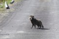 Фото: t.me/vet_ao