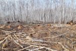 Незаконная заготовка дров на 1,1 миллиона рублей обернулась для амурчанина крупным штрафом