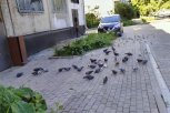 «Я люблю птиц, но видеть эту картину уже невозможно!»: благовещенцы — о проблеме с голубями