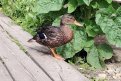 Фото: Любовь Соколовская