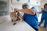 Где в Амурской области требуются ветеринарные специалисты