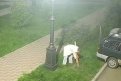 Фото: Администрация города Благовещенска
