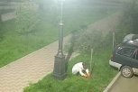 Благовещенка срубила молодое дерево в центре города