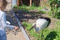 Скриншот видео t.me/amur_birds
