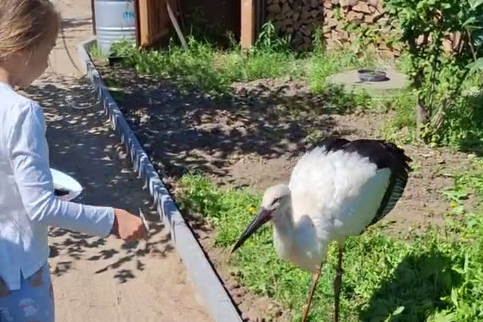 Скриншот видео t.me/amur_birds