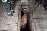 В Селемджинском районе из западни вызволили молодого быка