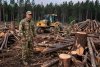 Тындинского энергетика обвиняют в вырубке 10 деревьев с использованием служебного положения