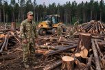 Тындинского энергетика обвиняют в вырубке 10 деревьев с использованием служебного положения