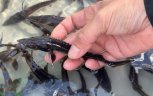 Более 15 тысяч мальков амурского осетра выпустили в реку Зея