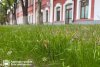 Высаженные по новому методу газоны украсили более 2 тысяч квадратных метров Благовещенска