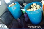 Четверо иностранцев незаконно собрали в Ивановском округе полсотни краснокнижных грибов