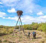 В амурских заказниках готовят к пожароопасному сезону деревья с гнездами аистов