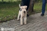 В благовещенском сквере воинов-интернационалистов за час поймали четырех собачников-нарушителей