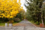 20 золотых снимков: фоторепортаж «Амурской правды» с осенних улиц Благовещенска