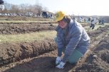 В Амурской области высадят почти 70 тысяч сеянцев сосны, ели и лиственницы