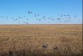 Фото: t.me/amur_birds