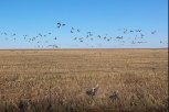 Эксперты объяснили, почему журавли не любят амурскую сою, а гуси «расслабились» в сентябре