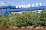 Деревья высокого полета: как в сквере аэропорта Благовещенска высаживают огромные сосны и клены