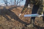 В амурских лесах разложат 48 тысяч доз вакцины от бешенства для диких животных