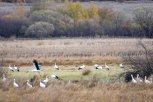 Краснокнижные аисты и журавли готовятся к отлету из Приамурья
