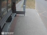 «Уличный художник» в Благовещенске испортил очередную автобусную остановку