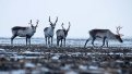 Фото: Управление по охране животного мира Амурской области