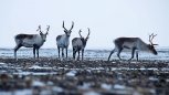 В Приамурье открыли сезон охоты на дикого оленя