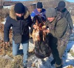 По городу Сковородино проскакал молодой самец косули: животному помогли попасть в лес